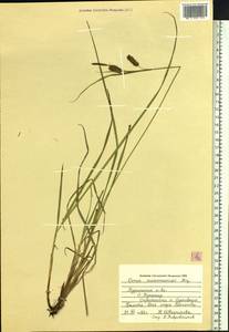 Carex maximowiczii Miq., Siberia, Russian Far East (S6) (Russia)