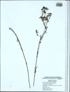 Gypsophila altissima L., Eastern Europe, Central region (E4) (Russia)