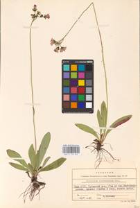 Pilosella piloselloides subsp. praealta (Gochnat) S. Bräut. & Greuter, Eastern Europe, Northern region (E1) (Russia)