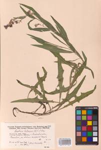 Lactuca tatarica (L.) C.A.Mey., Siberia, Russian Far East (S6) (Russia)