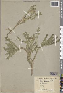 Centaurea benedicta (L.) L., Middle Asia, Syr-Darian deserts & Kyzylkum (M7) (Uzbekistan)