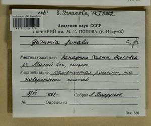 Grimmia funalis (Schwägr.) Bruch & Schimp., Bryophytes, Bryophytes - Krasnoyarsk Krai, Tyva & Khakassia (B17) (Russia)