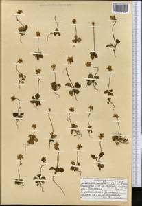 Moneses uniflora (L.) A.Gray, Middle Asia, Northern & Central Tian Shan (M4) (Kazakhstan)