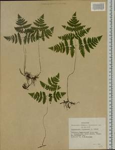 Gymnocarpium dryopteris (L.) Newman, Siberia, Altai & Sayany Mountains (S2) (Russia)