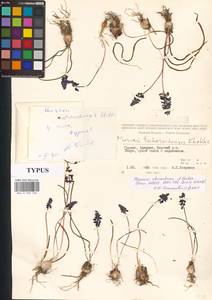 Muscari armeniacum H.J.Veitch, Caucasus, Georgia (K4) (Georgia)