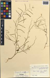 Malcolmia spryginioides Botsch. & Vved., Middle Asia, Pamir & Pamiro-Alai (M2)