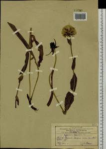 Trommsdorffia ciliata (Thunb.) Soják, Siberia, Russian Far East (S6) (Russia)