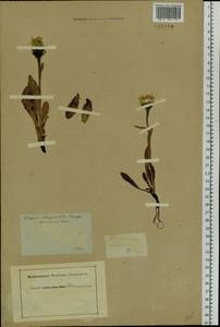 Crepis chrysantha (Ledeb.) Turcz., Siberia (no precise locality) (S0) (Russia)