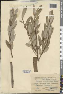 Salix fragilis L., Caucasus, North Ossetia, Ingushetia & Chechnya (K1c) (Russia)