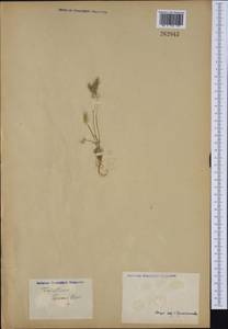 Trisetaria loeflingiana (L.) Paunero, Western Europe (EUR) (Not classified)