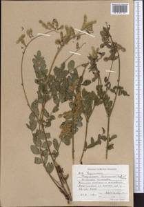 Hedysarum semenovii Regel & Herder, Middle Asia, Western Tian Shan & Karatau (M3) (Kyrgyzstan)