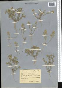 Meniocus linifolius (Stephan ex Willd.) DC., Middle Asia, Kopet Dag, Badkhyz, Small & Great Balkhan (M1) (Turkmenistan)