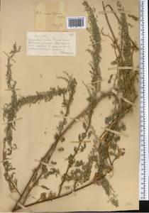 Artemisia abrotanum L., Middle Asia, Muyunkumy, Balkhash & Betpak-Dala (M9) (Kazakhstan)