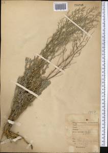 Artemisia sublessingiana (Keller) Krasch. ex Poljakov, Middle Asia, Northern & Central Kazakhstan (M10) (Kazakhstan)