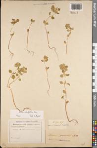 Clinopodium graveolens subsp. rotundifolium (Pers.) Govaerts, Eastern Europe, Rostov Oblast (E12a) (Russia)