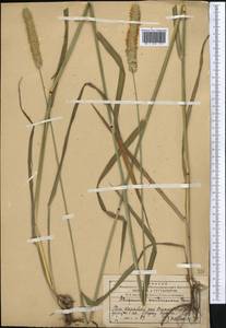Alopecurus arundinaceus Poir., Middle Asia, Western Tian Shan & Karatau (M3) (Kazakhstan)
