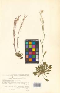 Arabidopsis lyrata subsp. petraea (L.) O'Kane & Al-Shehbaz, Siberia, Chukotka & Kamchatka (S7) (Russia)