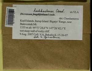 Dicranum viride var. hakkodense (Cardot) Takaki, Bryophytes, Bryophytes - Russian Far East (excl. Chukotka & Kamchatka) (B20) (Russia)