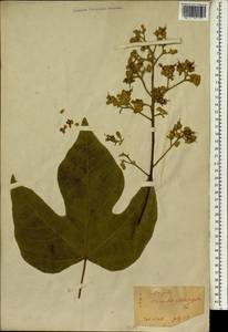 Firmiana simplex (L.) W. F Wight, South Asia, South Asia (Asia outside ex-Soviet states and Mongolia) (ASIA) (Japan)