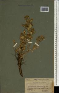 Campanula armena Steven, Caucasus, Armenia (K5) (Armenia)