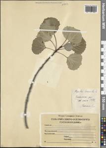 Populus tremula L., Caucasus, North Ossetia, Ingushetia & Chechnya (K1c) (Russia)