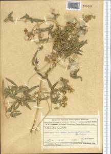 Clematis orientalis L., Middle Asia, Muyunkumy, Balkhash & Betpak-Dala (M9) (Kazakhstan)