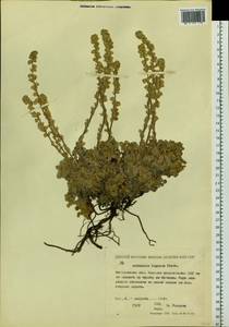 Artemisia lagopus Fisch. ex Besser, Siberia, Chukotka & Kamchatka (S7) (Russia)