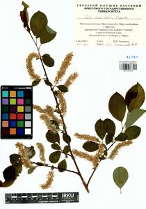 Salix taraikensis Kimura, Siberia, Baikal & Transbaikal region (S4) (Russia)