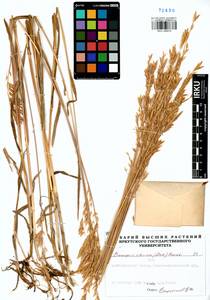 Bromus pumpellianus Scribn., Siberia, Altai & Sayany Mountains (S2) (Russia)