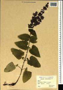 Salvia verticillata L., Crimea (KRYM) (Russia)