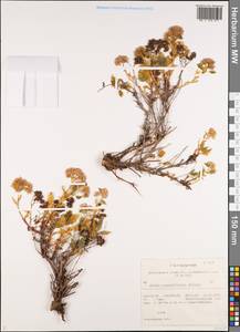 Hylotelephium populifolium (Pall.) H. Ohba, Siberia, Altai & Sayany Mountains (S2) (Russia)