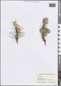 Astragalus, Caucasus, Georgia (K4) (Georgia)