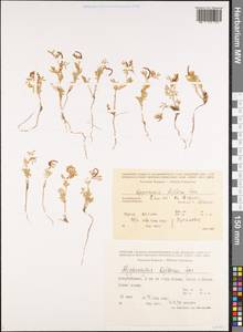 Hippocrepis biflora Spreng., Caucasus, Azerbaijan (K6) (Azerbaijan)