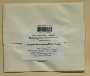 Calliergonella cuspidata (Hedw.) Loeske, Bryophytes, Bryophytes - European North East (B7) (Russia)