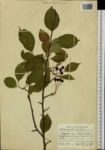 Malus baccata (L.) Borkh., Siberia, Russian Far East (S6) (Russia)