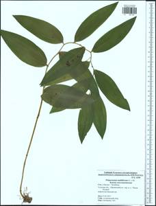 Polygonatum multiflorum (L.) All., Eastern Europe, Central region (E4) (Russia)