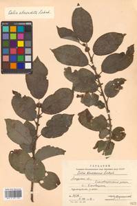 Salix abscondita Laksch., Siberia, Russian Far East (S6) (Russia)