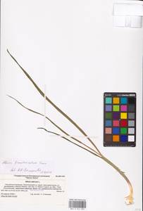 Allium atroviolaceum Boiss., Eastern Europe, Lower Volga region (E9) (Russia)