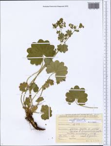 Alchemilla hebescens Juz., Eastern Europe, Eastern region (E10) (Russia)