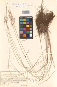 Poa attenuata Trin., Siberia, Russian Far East (S6) (Russia)