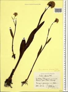 Traunsteinera sphaerica (M.Bieb.) Schltr., Caucasus, Stavropol Krai, Karachay-Cherkessia & Kabardino-Balkaria (K1b) (Russia)