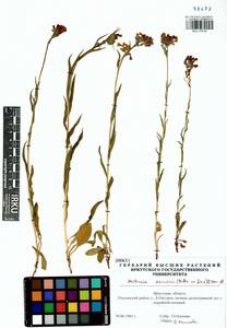 Mertensia davurica (Sims) G. Don, Siberia, Baikal & Transbaikal region (S4) (Russia)