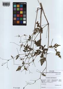 KUZ 000 094, Geranium robertianum L., Siberia, Altai & Sayany Mountains (S2) (Russia)