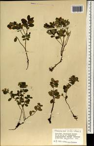 Vaccinium vitis-idaea L., Mongolia (MONG) (Mongolia)
