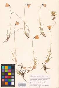 Campanula rotundifolia L., Eastern Europe, Northern region (E1) (Russia)