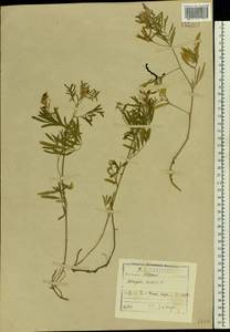 Astragalus arenarius L., Eastern Europe, North-Western region (E2) (Russia)