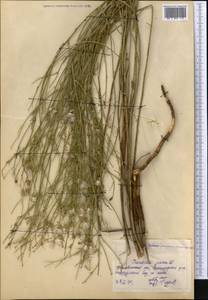 Chondrilla juncea L., Middle Asia, Northern & Central Kazakhstan (M10) (Kazakhstan)