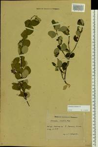 Cotoneaster laxiflorus (J. Jacq.) Lindl., Eastern Europe, Eastern region (E10) (Russia)
