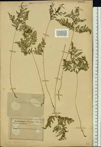 Cystopteris montana (Lam.) Desv., Eastern Europe, Northern region (E1) (Russia)
