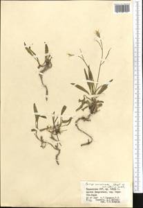 Parrya runcinata (Regel & Schmalh.) N. Busch, Middle Asia, Pamir & Pamiro-Alai (M2) (Tajikistan)